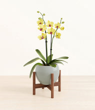 Load image into Gallery viewer, Deep Ocean stand:walnut