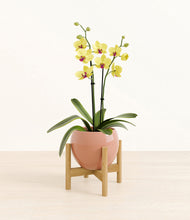 Load image into Gallery viewer, Calm Rose stand:bamboo