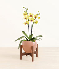 Load image into Gallery viewer, Calm Rose stand:walnut