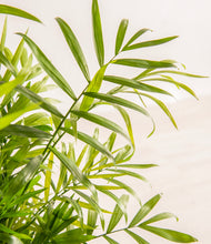 Load image into Gallery viewer, ALL