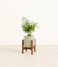 Load image into Gallery viewer, Turquoise stand:walnut