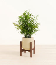Load image into Gallery viewer, Almond Green stand:walnut