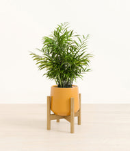 Load image into Gallery viewer, Mustard stand:bamboo