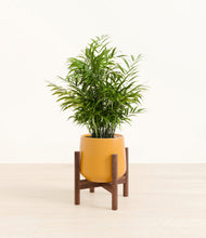 Load image into Gallery viewer, Mustard stand:walnut