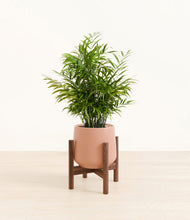 Load image into Gallery viewer, Calm Rose stand:walnut