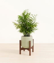 Load image into Gallery viewer, Turquoise stand:walnut