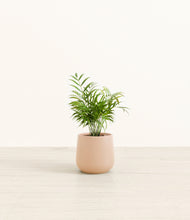 Load image into Gallery viewer, Gentle Pink*****Profile