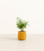 Load image into Gallery viewer, Mustard*****Profile