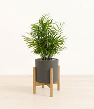 Load image into Gallery viewer, Dark Olive stand:bamboo