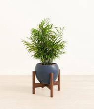 Load image into Gallery viewer, Deep Navy stand:walnut