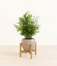 Load image into Gallery viewer, Desert Brown stand:bamboo