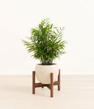 Load image into Gallery viewer, Shiny EggWhite stand:walnut