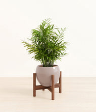 Load image into Gallery viewer, Winter Clouds stand:walnut