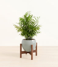 Load image into Gallery viewer, Deep Ocean stand:walnut