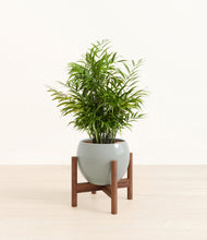 Load image into Gallery viewer, Deep Ocean stand:walnut