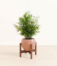 Load image into Gallery viewer, Calm Rose stand:walnut