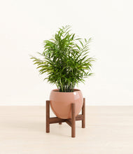 Load image into Gallery viewer, Calm Rose stand:walnut