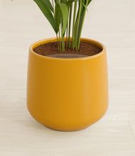 Load image into Gallery viewer, Mustard stand:all