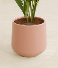 Load image into Gallery viewer, Calm Rose stand:all