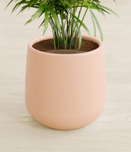 Load image into Gallery viewer, Gentle Pink stand:all