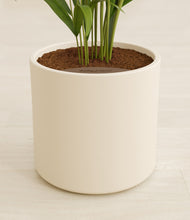 Load image into Gallery viewer, Cream stand:all