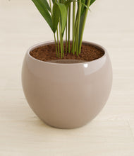 Load image into Gallery viewer, Desert Brown stand:all