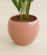 Load image into Gallery viewer, Calm Rose stand:all