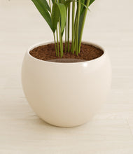 Load image into Gallery viewer, Shiny EggWhite stand:all