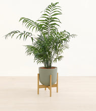 Load image into Gallery viewer, Sage Green stand:light