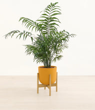 Load image into Gallery viewer, Sunset Orange stand:light