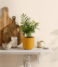 Load image into Gallery viewer, Sunset Orange