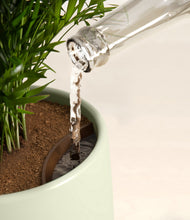 Load image into Gallery viewer, Aloe Vera stand:all