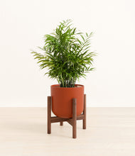 Load image into Gallery viewer, Earth Red stand:walnut