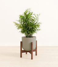 Load image into Gallery viewer, Sage Green stand:walnut