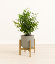 Load image into Gallery viewer, Sage Green stand:bamboo