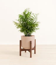 Load image into Gallery viewer, Sandy Pink stand:walnut