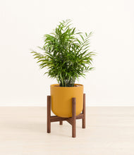 Load image into Gallery viewer, Sunset Orange stand:walnut