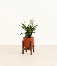 Load image into Gallery viewer, Earth Red stand:walnut