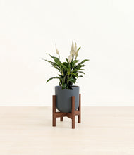 Load image into Gallery viewer, Iron Gray stand:walnut