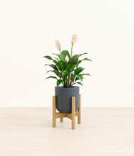 Load image into Gallery viewer, Iron Gray stand:light