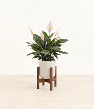 Load image into Gallery viewer, Natural Bamboo stand:walnut