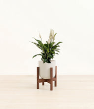 Load image into Gallery viewer, Natural Bamboo stand:walnut