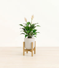 Load image into Gallery viewer, Natural Bamboo stand:light
