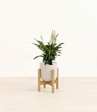 Load image into Gallery viewer, Natural Bamboo stand:bamboo