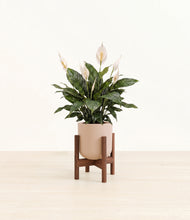 Load image into Gallery viewer, Sandy Pink stand:walnut