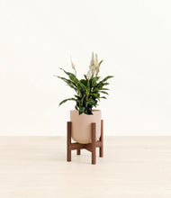 Load image into Gallery viewer, Sandy Pink stand:walnut