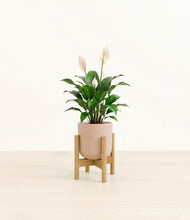 Load image into Gallery viewer, Sandy Pink stand:light