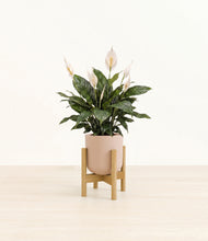 Load image into Gallery viewer, Sandy Pink stand:bamboo