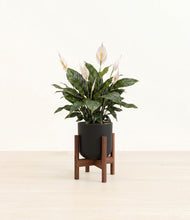Load image into Gallery viewer, Stone Black stand:walnut