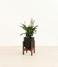 Load image into Gallery viewer, Stone Black stand:walnut